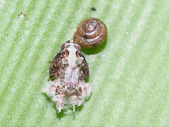 Kaliella scandens