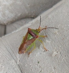 Acanthosoma haemorrhoidale