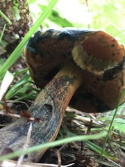 Butyriboletus pseudoregius