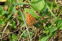 Boloria selene