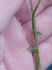 Ipomoea triloba