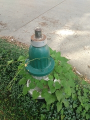Ipomoea triloba