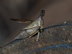 Aconophora