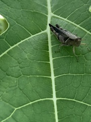 Abracris dilecta