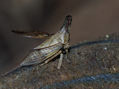 Aconophora