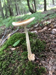 Amanita fulva