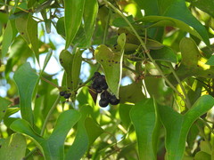 Smilax aspera