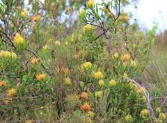 Leucospermum