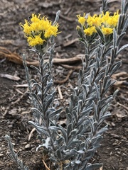 Tetradymia canescens