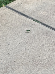 Pterophylla camellifolia