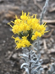 Tetradymia canescens
