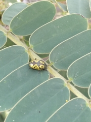 Zygogramma signatipennis