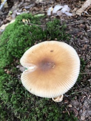 Amanita fulva