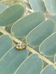 Zygogramma signatipennis