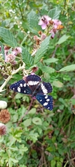 Limenitis reducta