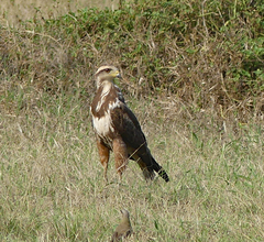 Buteogallus meridionalis