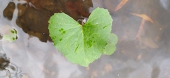 Petasites radiatus