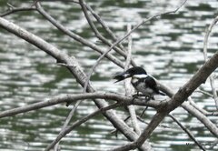 Chloroceryle americana