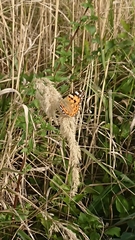 Vanessa cardui