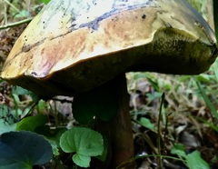 Butyriboletus pseudoregius