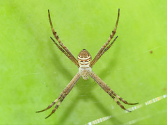 Argiope aetherea