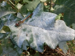 Erysiphe alphitoides