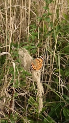 Vanessa cardui