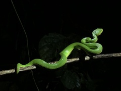 Trimeresurus albolabris