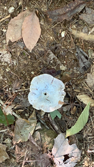 Lactarius indigo