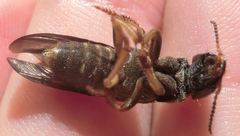 Platydracus maculosus