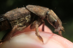 Platydracus maculosus