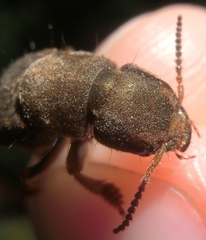 Platydracus maculosus