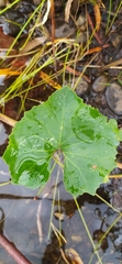 Petasites radiatus