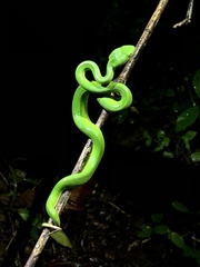 Trimeresurus albolabris