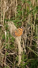 Vanessa cardui