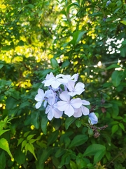 Plumbago auriculata