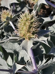 Eryngium maritimum