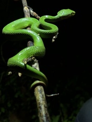 Trimeresurus albolabris