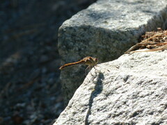 Sympetrum