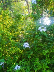 Plumbago auriculata