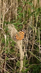 Vanessa cardui