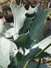 Eryngium maritimum