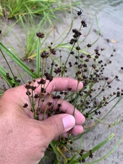Juncus alpinoarticulatus