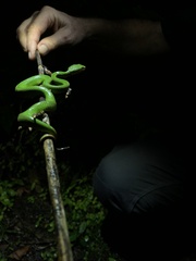 Trimeresurus albolabris