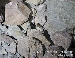 Peromyscus sonoriensis