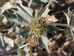 Eryngium maritimum