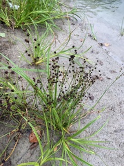 Juncus alpinoarticulatus