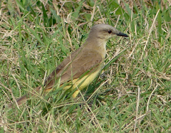 Machetornis rixosa
