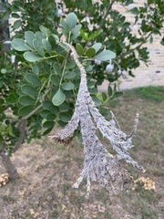 Dermatophyllum secundiflorum