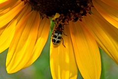 Paranapiacaba tricincta